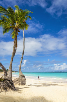 Beautiful caribbean beach with golden sand and tall palm trees