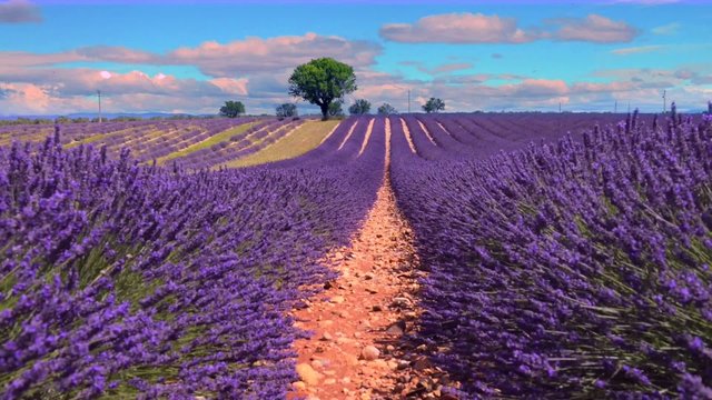 LAVENDER IN SOUTH OF FRANCE