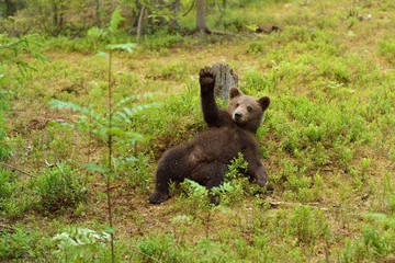 Naklejka premium Brown bear cub waving