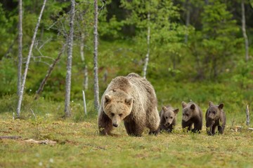 Naklejka na ściany i meble Brown bear with cubs