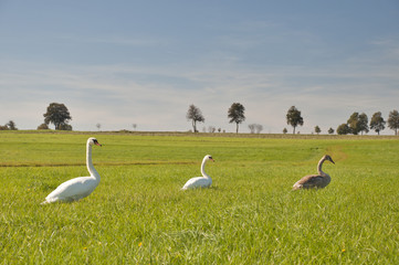 Mute Swan family