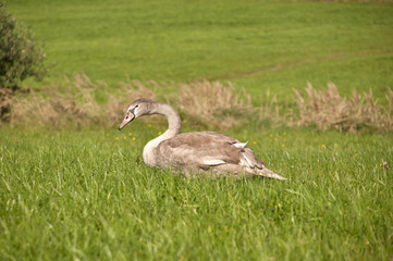Young Mute Swan