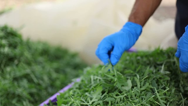 Raccolta Rucola