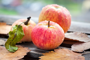 Wet fresh red apples in the garden