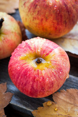 Wet fresh red apples in the garden