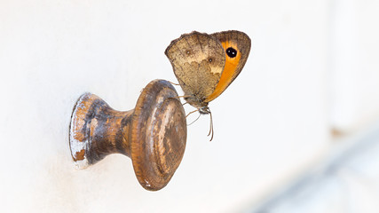 Butterfly on wood handle
