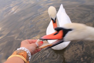 Obraz premium snatching swan