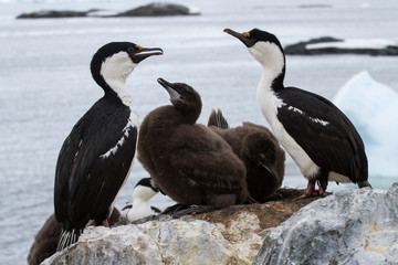 blue-eyed  Antarctic cormorant family near nest  of  the Antarct