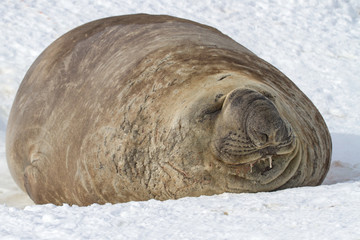 southern elephant seal which lies in the snow with eyes closed
