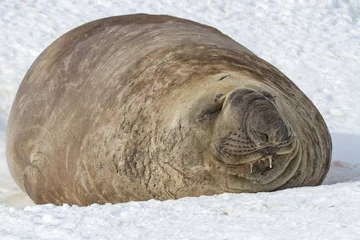 Selbstklebende Fototapete Antarktis southern elephant seal which lies in the snow with eyes closed