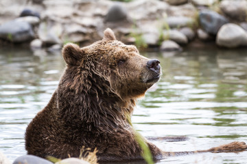 Obraz premium grizzly bear