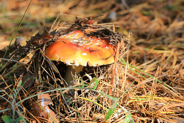 Agaric fly mushroom