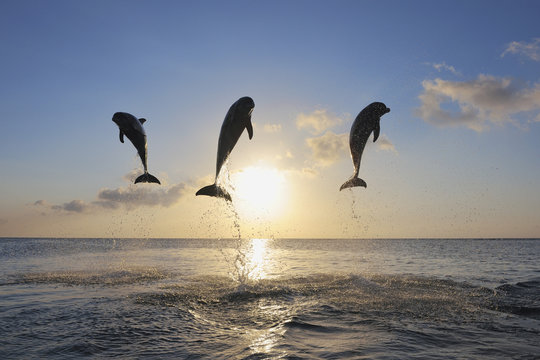 Honduras, Bay Islands, Roatan, three bottlenose dolphins Tursiops truncatus jumping in the air at sunset
