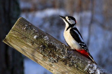 Woodpecker