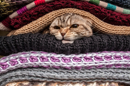Knitting Funny Images Browse 94 259 Stock Photos Vectors and