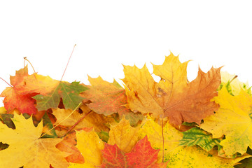 Colorful maple leaves