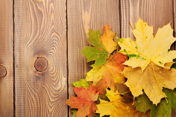 Naklejka na ściany i meble Colorful maple leaves