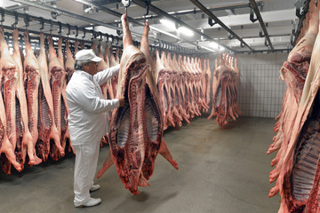 Butcher checking sides of pork in cold store of a slaughterhouse