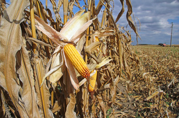 Ripe corn in the field is dry and ready for harvest