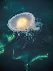Fototapeta premium Fried Egg Jellyfish (Phacellophora camtschatica)