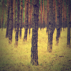 vintage forest background