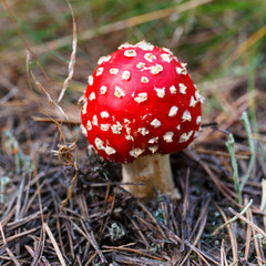 Close-up of toadstools in a forest