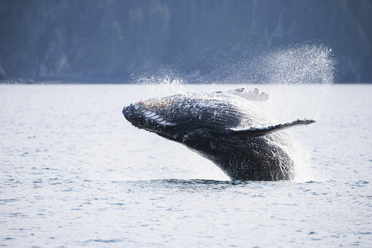 USA, Alaska, Seward, Resurrection Bay, jumping humpback whale Megaptera novaeangliae