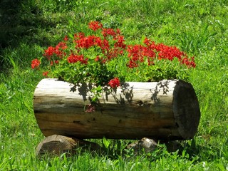 Red Flower Green Garden