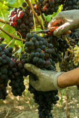 Vendemmia 2014