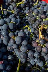 Vendemmia 2014