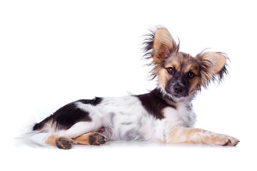 Papillon dog on a white background