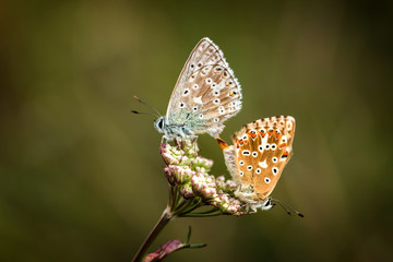 Butterflies love