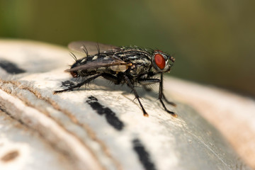 House fly