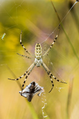 Yellow spider