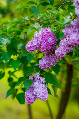 lilac bushes. flowers close up