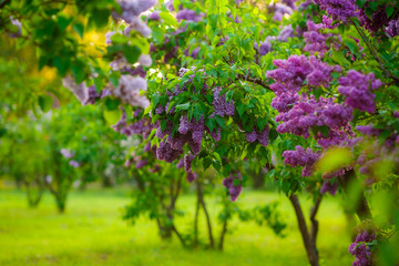 Obraz premium lilac bushes. flowers close up
