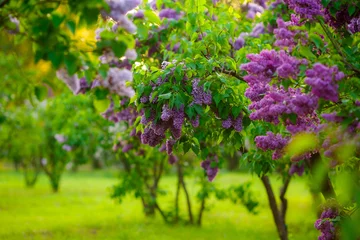Foto op Canvas lilac bushes. flowers close up © anikanes