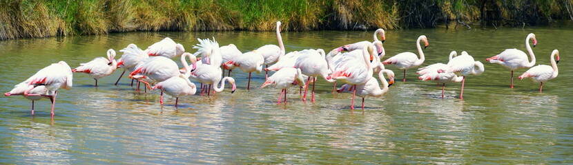 Colonie de flamants roses