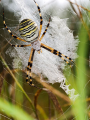 European Wasp spider, Argiope bruennichi in web, habitat.