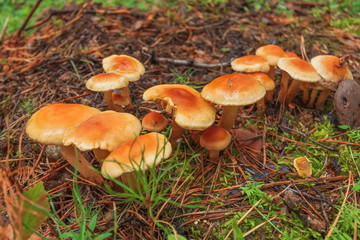 poisonous fungus