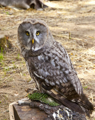 Owl