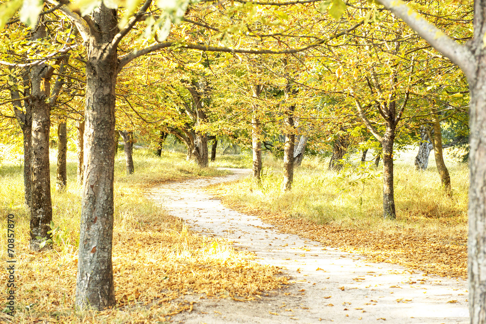 Canvas Prints fallen leaves from the trees on the path in the park