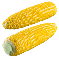 Corn isolated on a white background. With clipping path