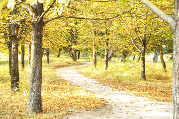 fallen leaves from the trees on the path in the park