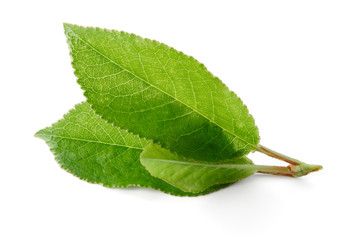 Cherry leaves isolated on white background