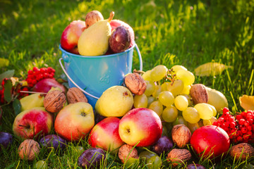 Sad autumn summer fruits grass sunshine