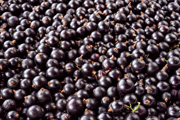Background of the black currant