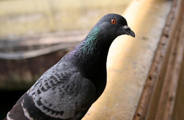 Pigeon closeup