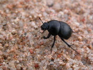 scarabeo 1