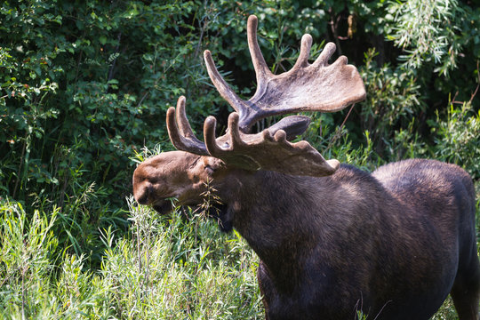 male moose